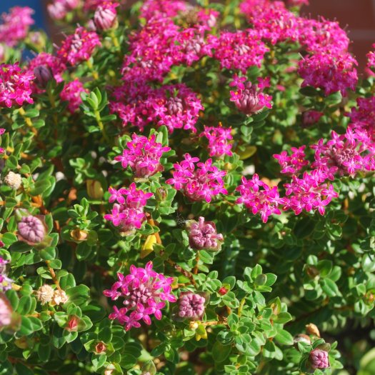 Pimelea ferruginea